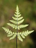 Pentagramma triangularis