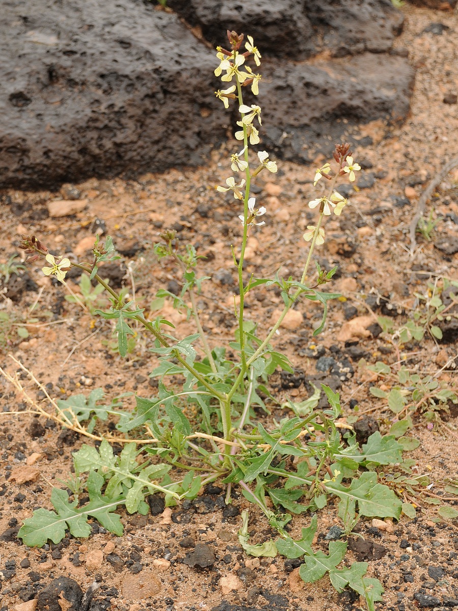 Изображение особи Eruca sativa.