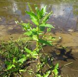 Veronica anagallis-aquatica