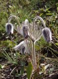 Pulsatilla bohemica