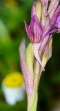 Anacamptis papilionacea ssp. schirwanica