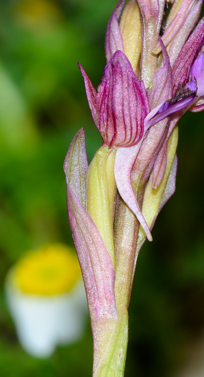 Image of Anacamptis papilionacea ssp. schirwanica specimen.