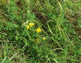 Medicago falcata