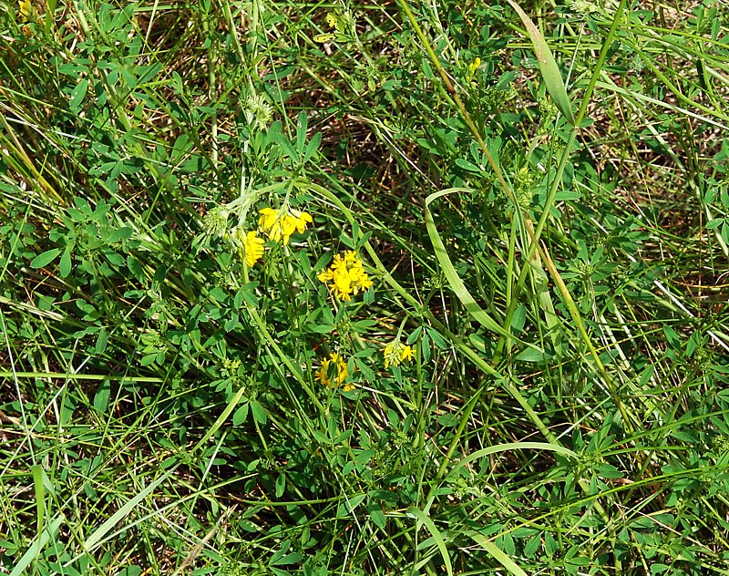 Изображение особи Medicago falcata.