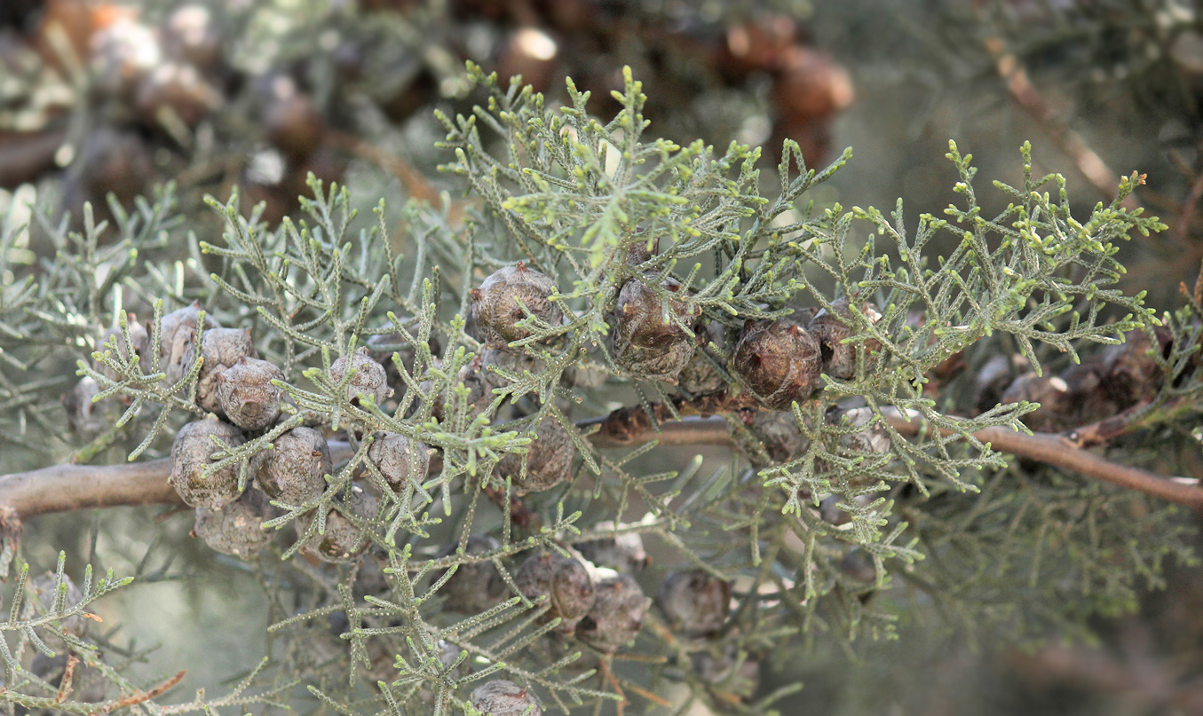 Image of Cupressus arizonica specimen.