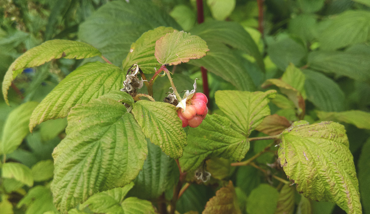 Image of Rubus idaeus specimen.