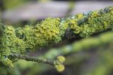 Xanthoria polycarpa. Слоевища с апотециями на сухой пихтовой ветви. Кировская обл., г. Кирово-Чепецк, лесопарк. 17.05.2017.