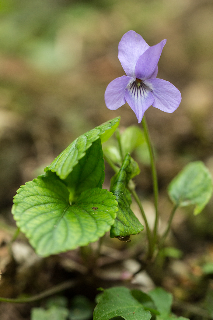 Изображение особи род Viola.