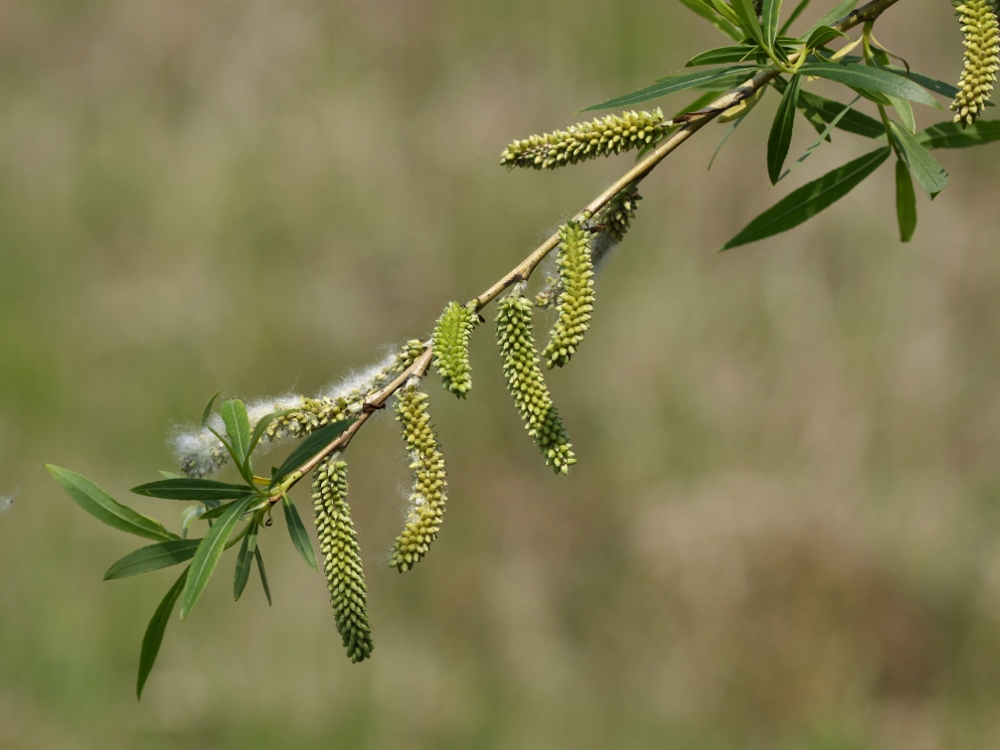 Изображение особи Salix miyabeana.