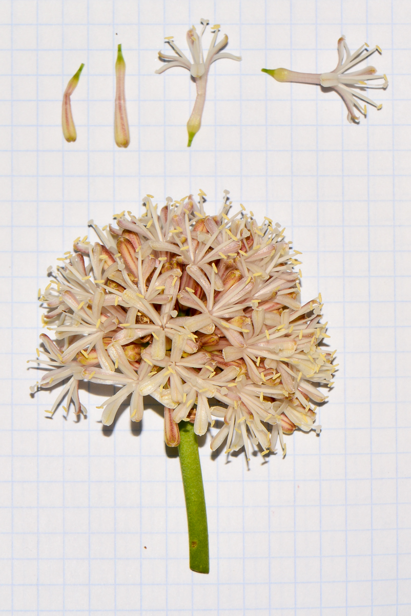 Image of Dracaena fragrans specimen.