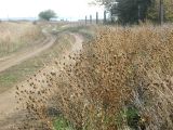 Grindelia squarrosa. Плодоносящие растения на сухом лугу. Украина, Одесская обл., Ивановский р-н, окр. пгт. Ивановка, у элеватора. 13.10.2010.