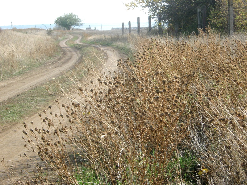 Изображение особи Grindelia squarrosa.