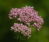 Valeriana officinalis