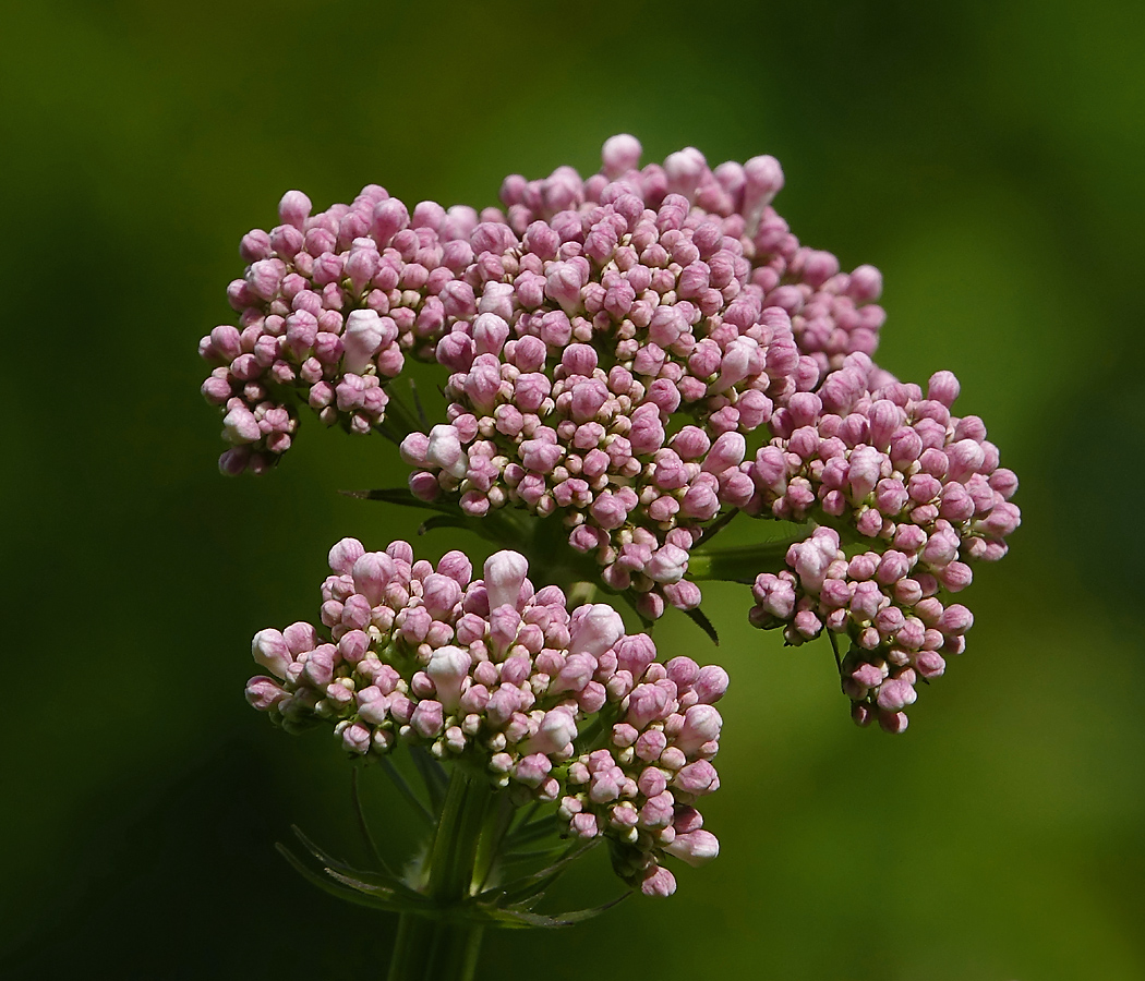 Изображение особи Valeriana officinalis.