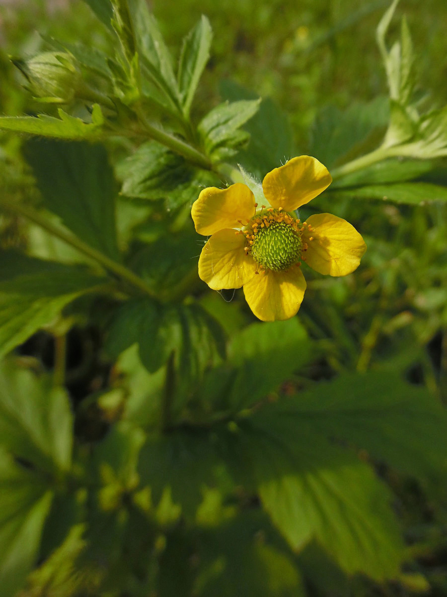 Image of Geum aleppicum specimen.