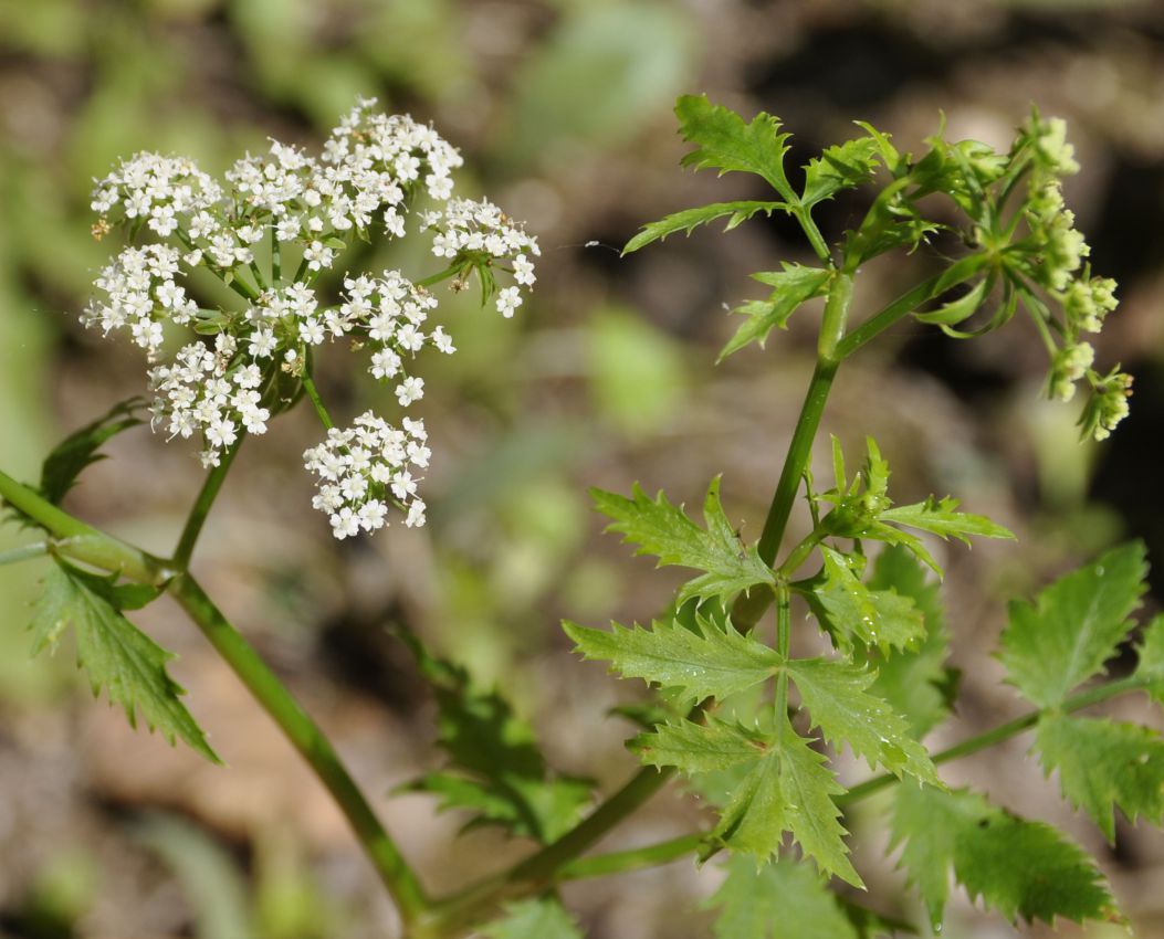 Изображение особи семейство Apiaceae.