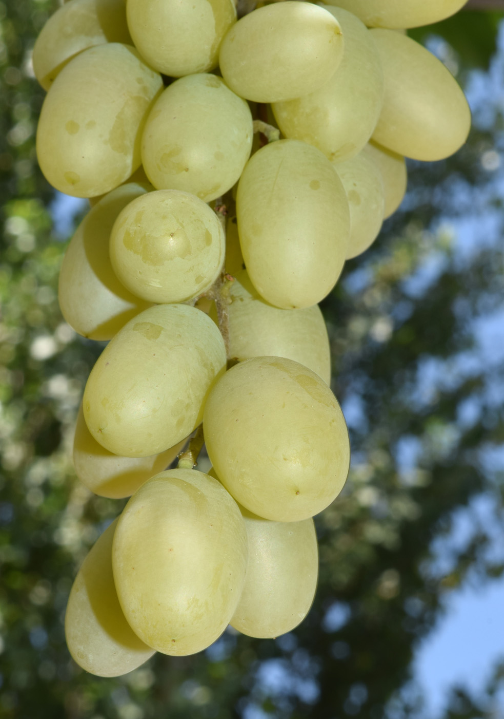 Image of Vitis vinifera specimen.