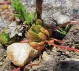 Saxifraga flagellaris. Основание цветущего растения. Кабардино-Балкария, Эльбрусский р-н, долина р. Ирикчат, ≈ 3000 м н.у.м., каменистое место. 28.07.2017.