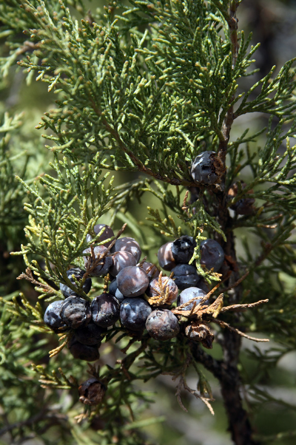 Image of Juniperus seravschanica specimen.