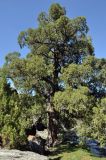 Juniperus semiglobosa. Взрослое дерево. Таджикистан, Фанские горы, верховья р. Чапдара, ≈ 2800 м н.у.м., берег реки. 30.07.2017.