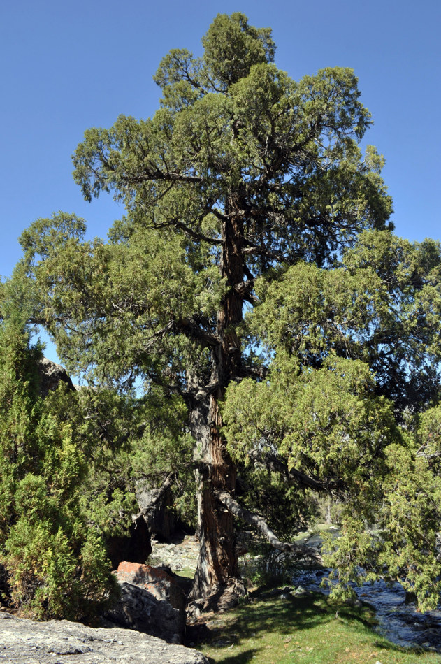 Image of Juniperus semiglobosa specimen.