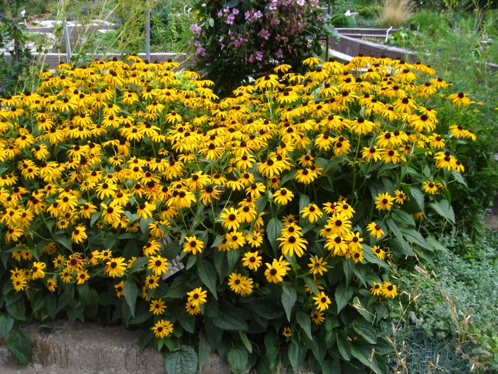 Image of Rudbeckia fulgida specimen.