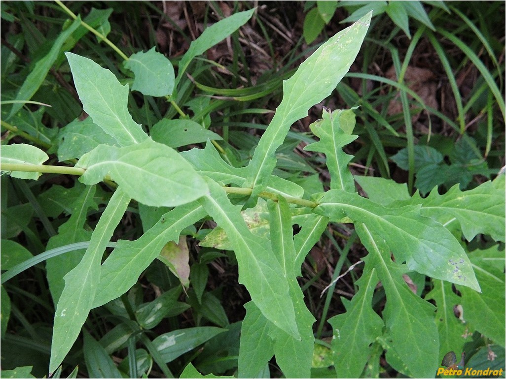 Image of Prenanthes purpurea specimen.