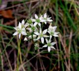 Allium ramosum
