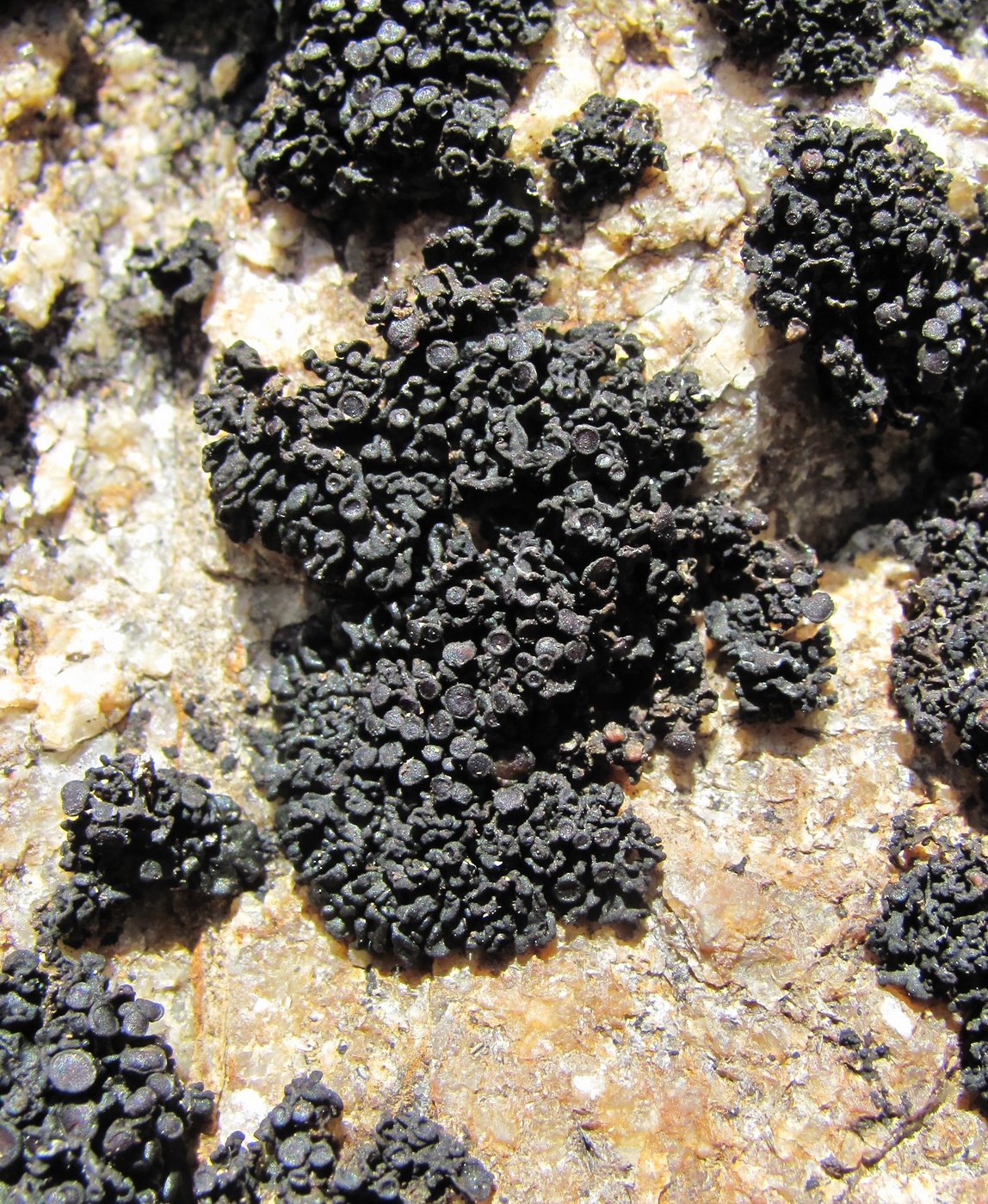 Image of genus Collema specimen.