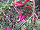 Eremophila brevifolia