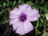 Ipomoea cairica