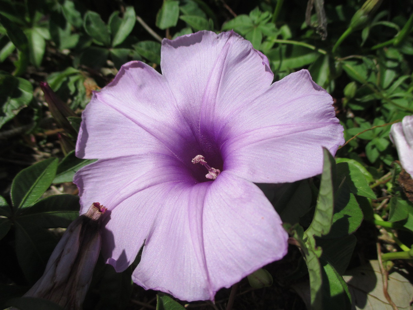 Изображение особи Ipomoea cairica.