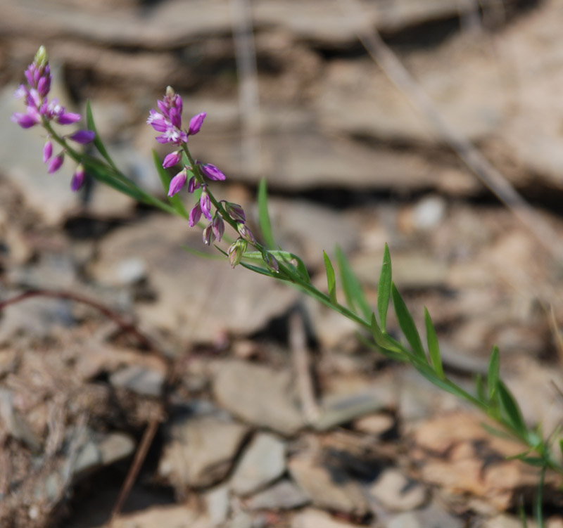 Image of Polygala vulgaris specimen.