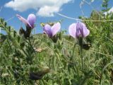 Cicer songaricum. Верхушка цветущего растения. Казахстан, Зап. Тянь-Шань, запов. Аксу-Жабаглы, ур. Бойдаксай, 2180 м н.у.м., лугово-степной склон вост. экспозиции. 10 июня 2017 г.