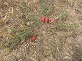 Astragalus bakuensis