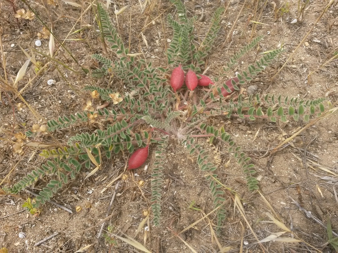 Изображение особи Astragalus bakuensis.