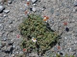 Richteria pyrethroides