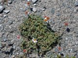 Richteria pyrethroides. Отцветающее растение. Таджикистан, Фанские горы, перевал Талбас, ≈ 3500 м н.у.м., осыпающийся каменистый склон. 01.08.2017.