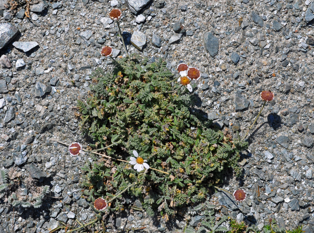 Image of Richteria pyrethroides specimen.