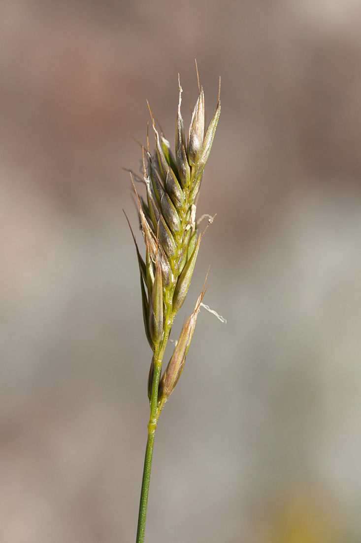 Изображение особи Anthoxanthum alpinum.