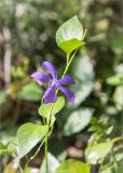 Vinca pubescens. Верхушка побега с цветком. Грузия, Имеретия, окр. пос. Вардигора, дол. р. Дсуса, низкотравный луг. 06.05.2017.