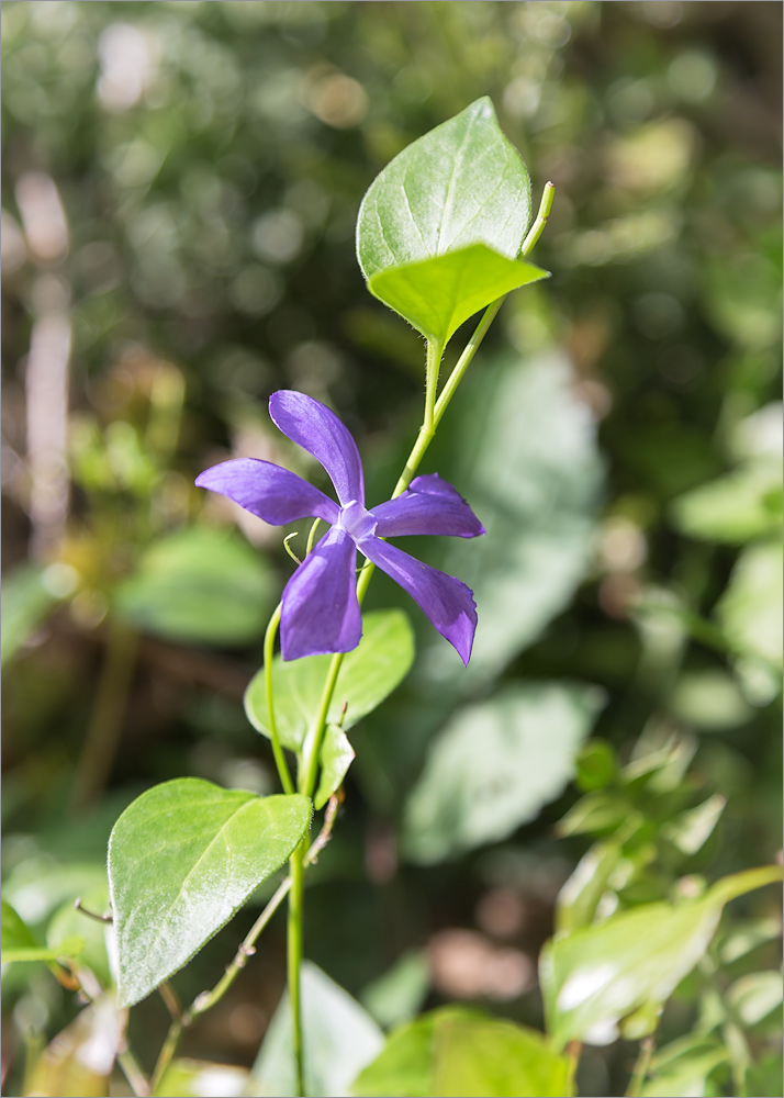 Изображение особи Vinca pubescens.