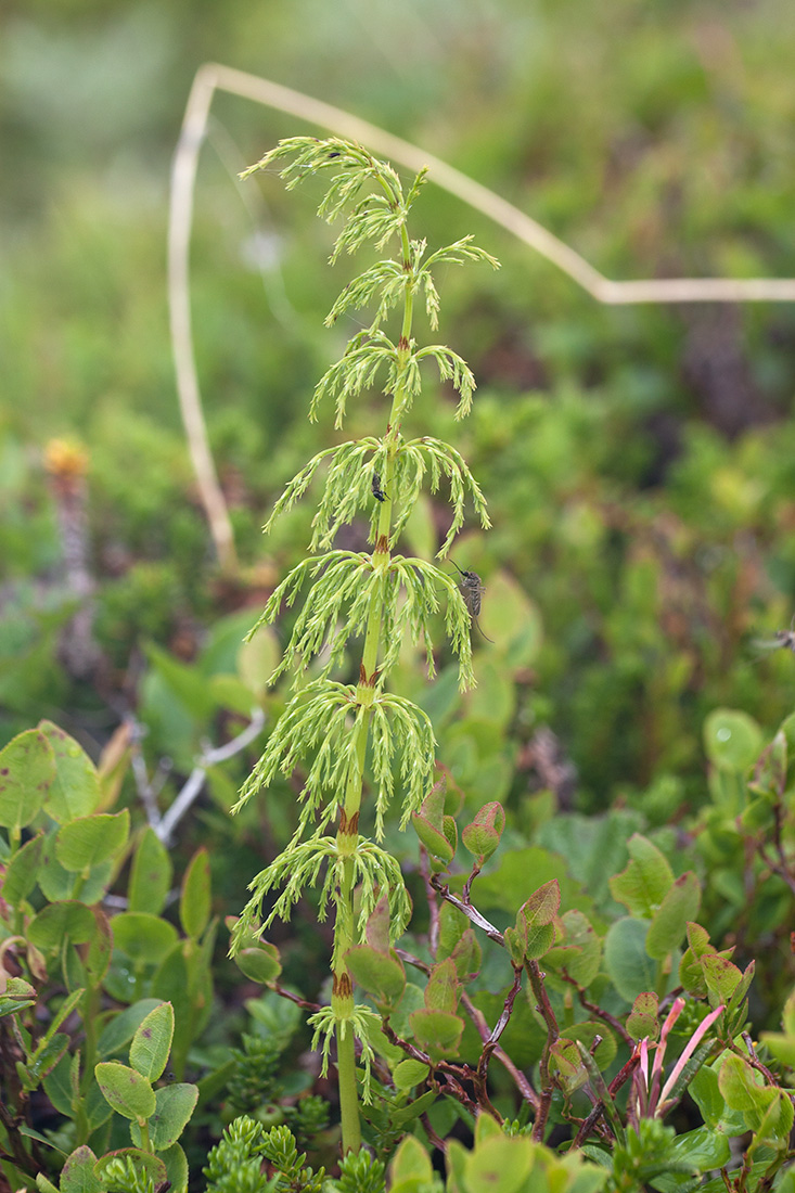 Изображение особи Equisetum sylvaticum.