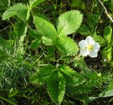 Fragaria campestris