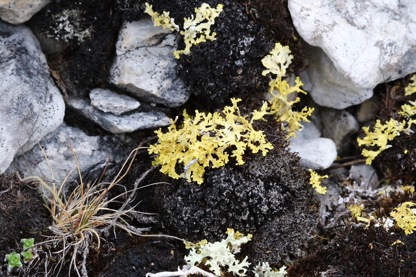 Image of Vulpicida tilesii specimen.