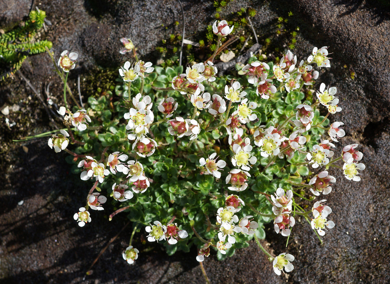 Изображение особи Micranthes merkii.