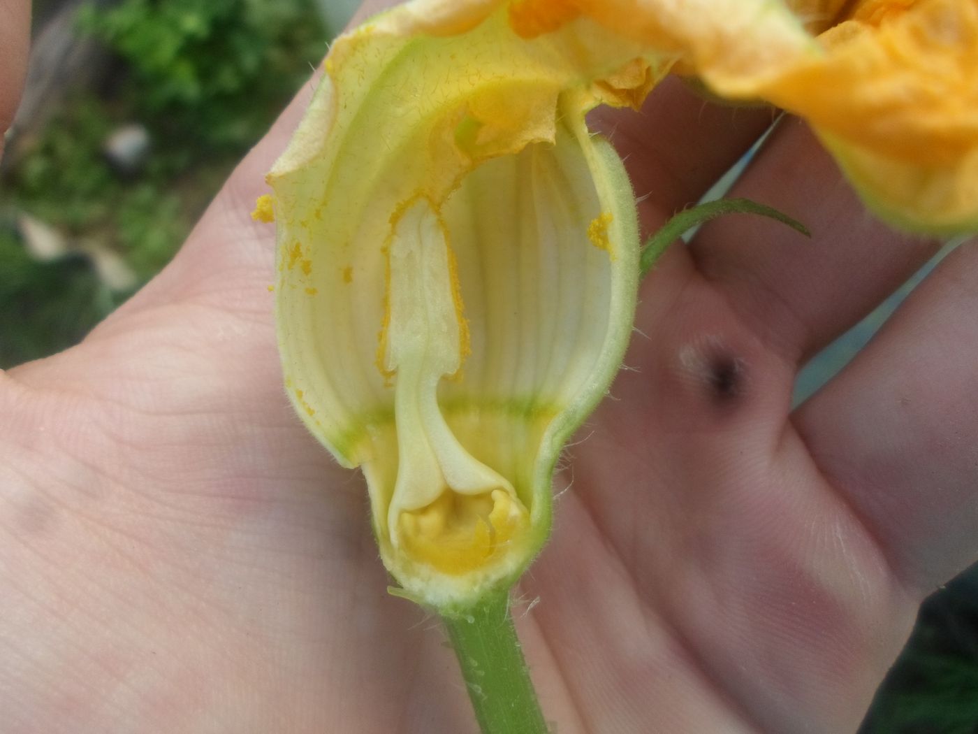 Image of Cucurbita pepo specimen.