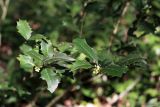 Ilex colchica