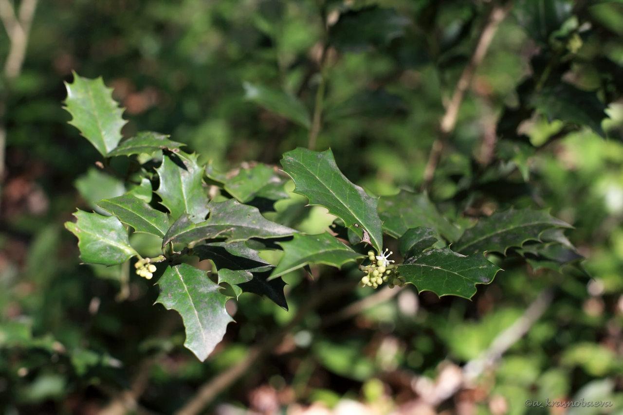 Изображение особи Ilex colchica.