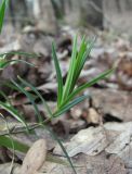 Stellaria holostea